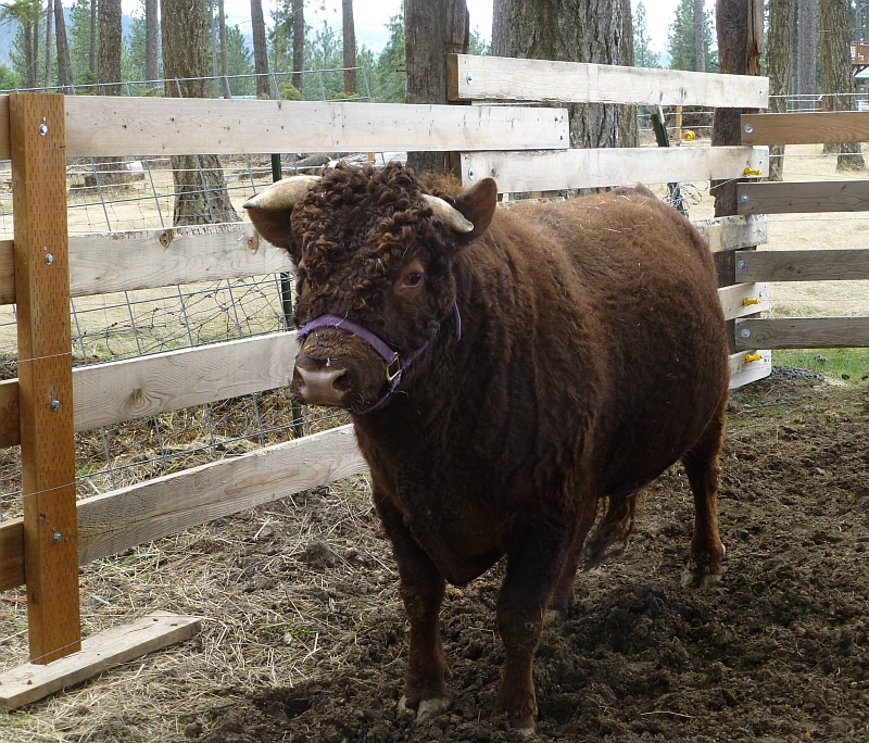 Rural Revolution: Bull roping