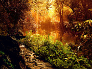 Golden Forest Canal Wallpaper (golden canal forest wallpaper)