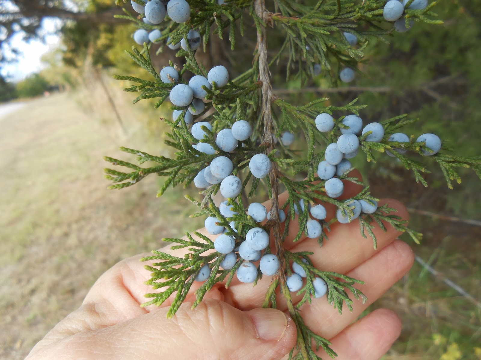 Windy Acres Diary Cedar Berries