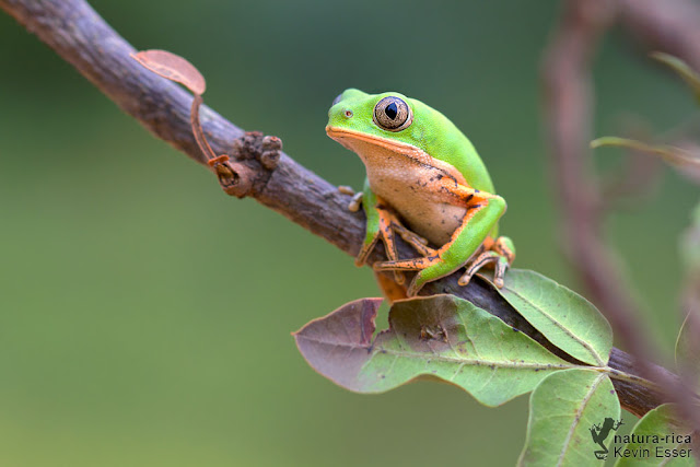 Orange-legged Monkey Frog - Phyllomedusa azurea