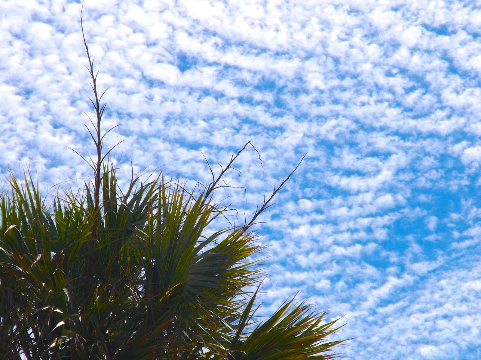 Connections More Buttermilk Skies