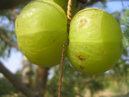 BENEFITS OF AMLA,BENEFITS OF AMLA in hindi,BENEFITS OF AMLA hindi,Benefits of amla for skin,amla for hair,amla for diabeties,amla for bawasir,amla for piles,amla for heart attack,amla for cough,amla for use in burn in pea,amla ke behtarin fayde,amla ke fayde,amla ke fayde aur nuksan,amla tips,benefits of amla juice,amla khane ke fayde,gun,labh,nuksan,आमला खाने के फायदे,गुण,लाभ,नुकसान,amla benefits in hindi,amla fayde in hindi,amla juice fayde in hindi,आंवला के गुण फायदे एवम उपयोग, benefits of drinking amla juice in empty stomach, आंवला के फायदे बाल, पेट और आँखों के लिए,amla for eyes,amla for health,amla health benefits in hindi,amla fayde hindi me,amla ke fayde for hair,amla ke fayde balo ke liye,amla khane ke tarike,amla ke nuksan,amla ke side effects,amla kaise khan chahiye,आंवला क्यों जरूरी है,amla kyu jaruri hai,amla bawasir ke liye,amla for heart attackin hindi,amla dil ke marij ke liye,peshab me jalan amla ke fayde,khasi me amla ke fayde, BENEFITS OF AMLA,BENEFITS OF AMLA in hindi,BENEFITS OF AMLA hindi,Benefits of amla for skin,amla for hair,amla for diabeties,amla for bawasir,amla for piles,amla for heart attack,amla for cough,amla for use in burn in pea,amla ke behtarin fayde,amla ke fayde,amla ke fayde aur nuksan,amla tips,benefits of amla juice,amla khane ke fayde,gun,labh,nuksan,आमला खाने के फायदे,गुण,लाभ,नुकसान,amla benefits in hindi,amla fayde in hindi,amla juice fayde in hindi,आंवला के गुण फायदे एवम उपयोग, benefits of drinking amla juice in empty stomach, आंवला के फायदे बाल, पेट और आँखों के लिए,amla for eyes,amla for health,amla health benefits in hindi,amla fayde hindi me,amla ke fayde for hair,amla ke fayde balo ke liye,amla khane ke tarike,amla ke nuksan,amla ke side effects,amla kaise khan chahiye,आंवला क्यों जरूरी है,amla kyu jaruri hai,amla bawasir ke liye,amla for heart attackin hindi,amla dil ke marij ke liye,peshab me jalan amla ke fayde,khasi me amla ke fayde,