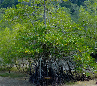  Tanaman bakau yakni pohon air payau sering kita jumpai berada disekitar kita Manfaat & Khasiat Bakau (Rhizophora Apiculata BI.)