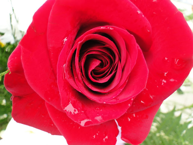 send roses Valentine's day, The Camellia, Thunder Bay