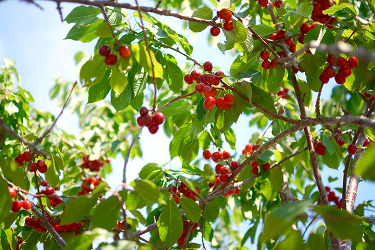 My Darling Days Cherry Picking In Door County