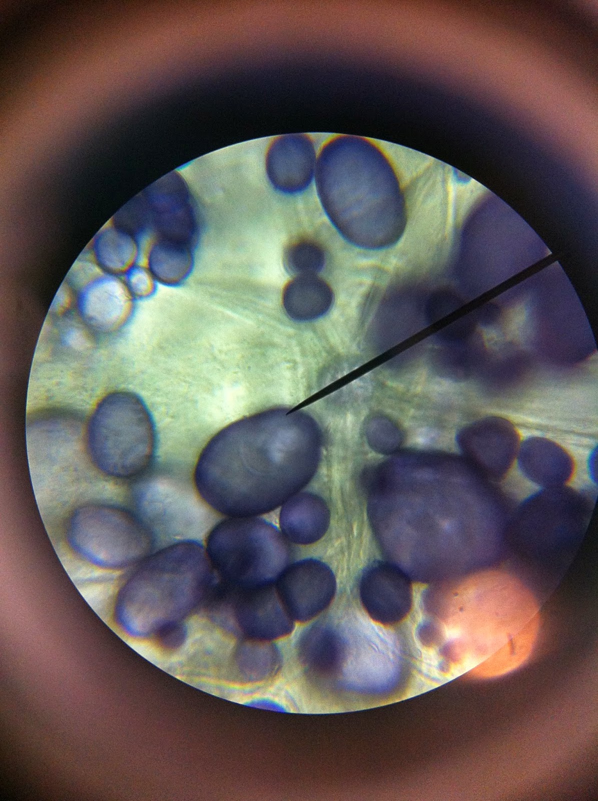 LAB SCIENCE March 2015