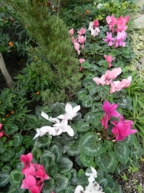 Cyclamen, Jerusalem cherry and rosemary topiary at the Toronto Allan Gardens Conservatory Spring Flower Show 2013 by garden muses: a Toronto gardening blog