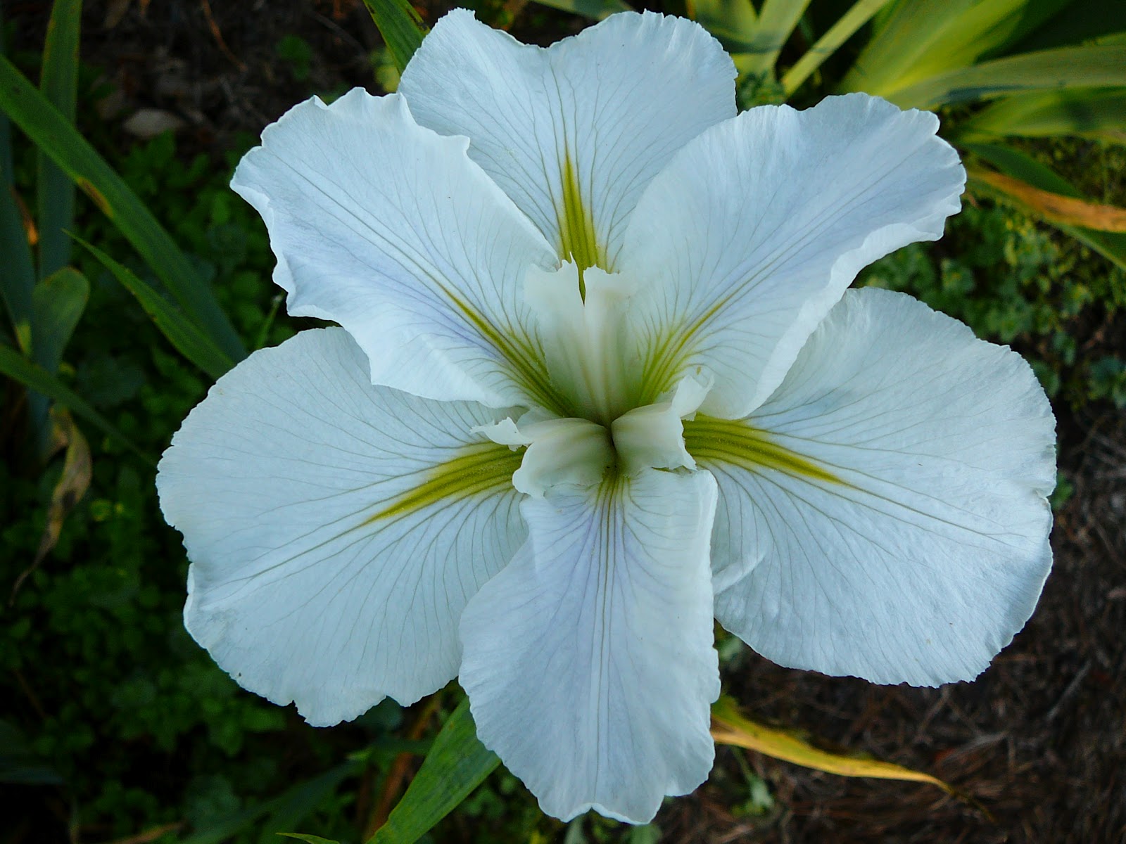 World of Irises What are Louisiana Irises and Can I Grow Them?