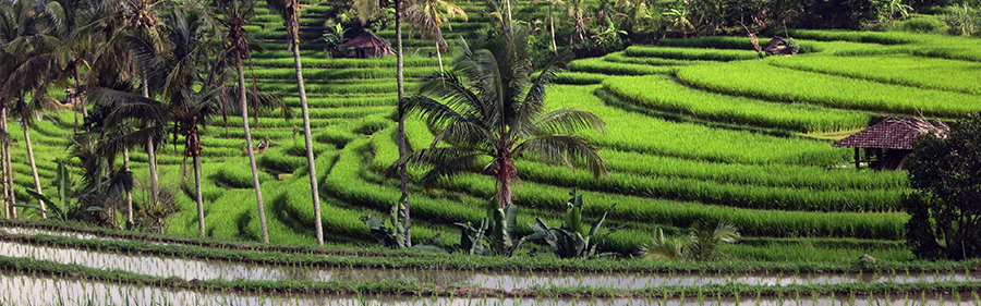 #Jatiluwih Rice Terraces=