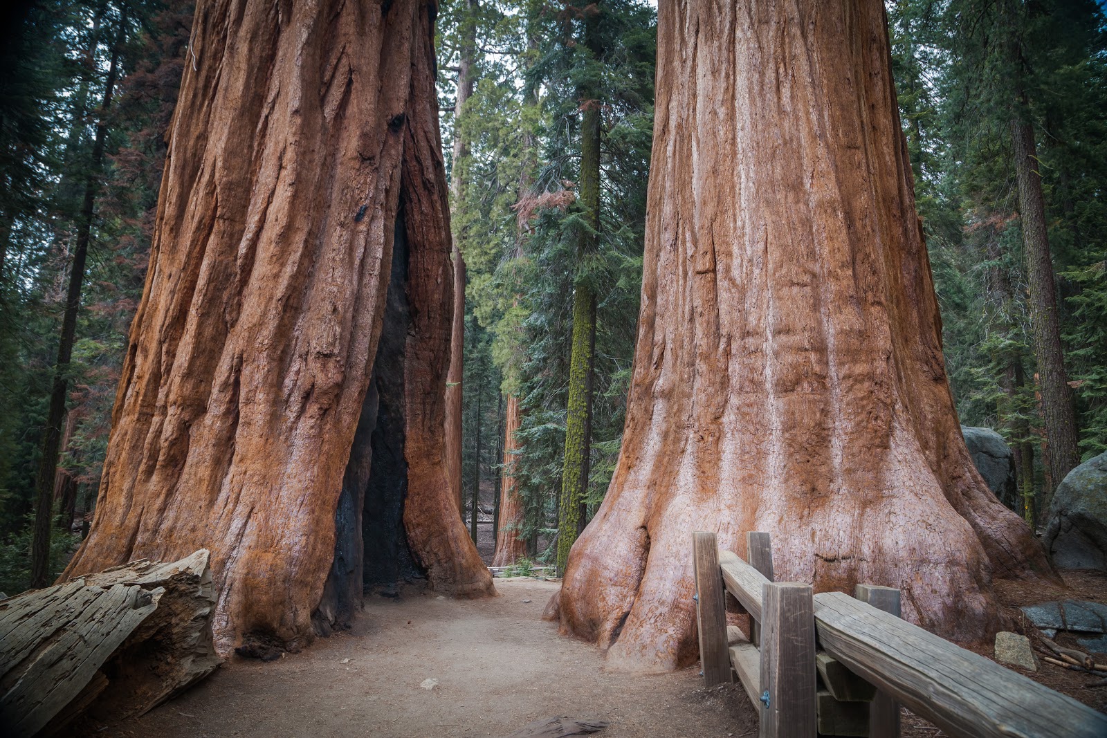Giant Trees in Sequoia National Park Explore the World with Simon Sulyma