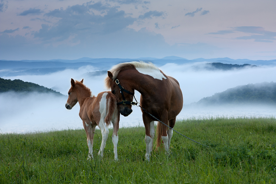 Caballos en los campos de Ucrania - Horses - Animales