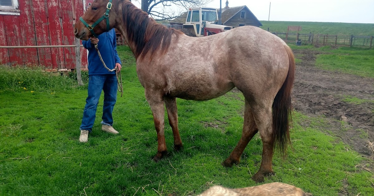 Windy Creek Quarter Horses Two great 2 year olds for sale