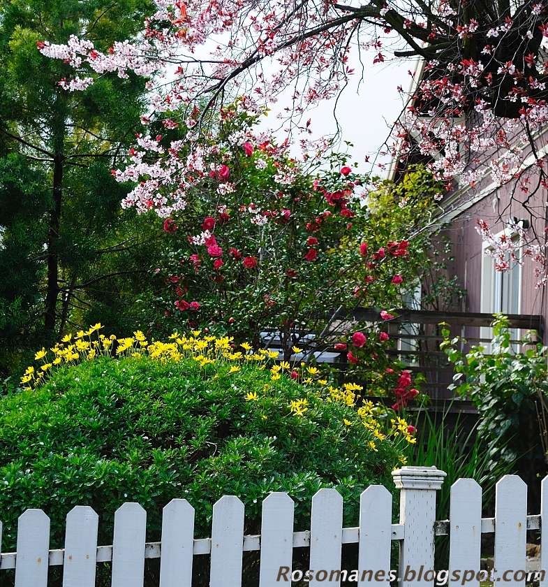 A Rose is a Rose...: An Early Spring Walk Through the Neighborhood