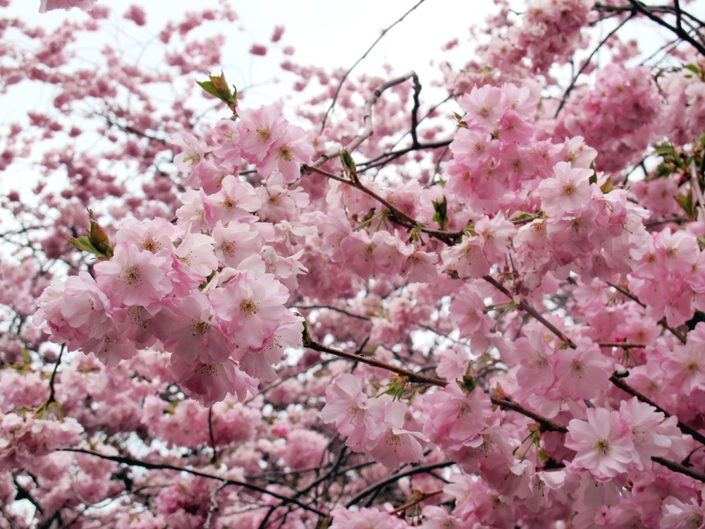 Beautiful cherry blossom in London, England - lifestyle blog