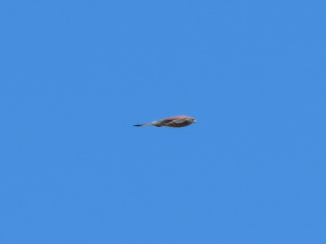 Lesser Kestrel - Anarita Park, Cyprus Lesser Kestrel - Anarita Park, Cyprus