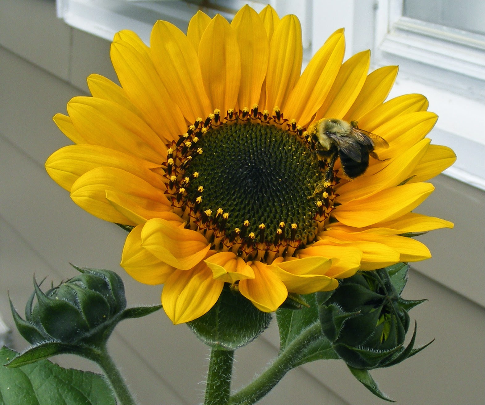 Bumble Bee Lane Sunflowers and Bumble Bees