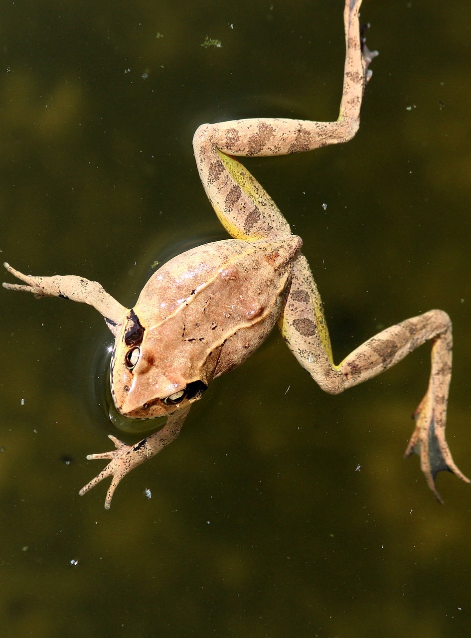 Aerial shot of a frog at a swamp About Wild Animals