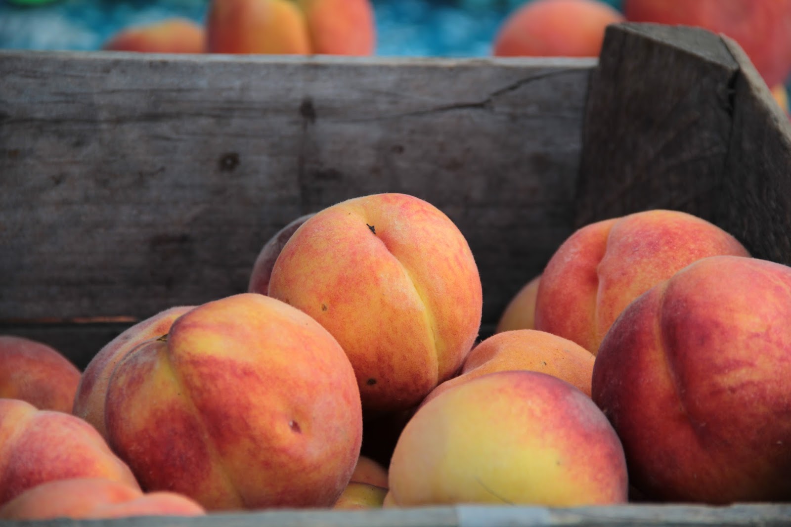 Cheverly Community Market This week at the Market Shlagel Farms