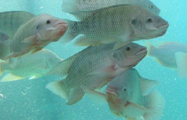 Klasifikasi Morfologi Ikan Nila