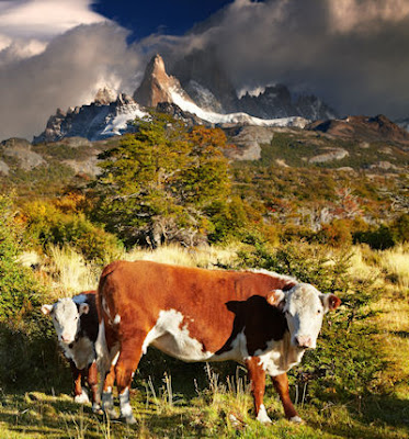 Vacas pastando junto a las montañas en Argentina - Free cows photos mountains and landscapes