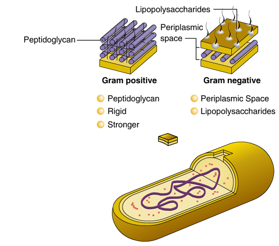 Basic Bacteriology Classification System