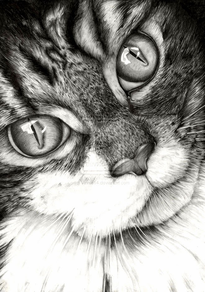37+ Cat Drawing In Pencil - Aleya Wallpaper
