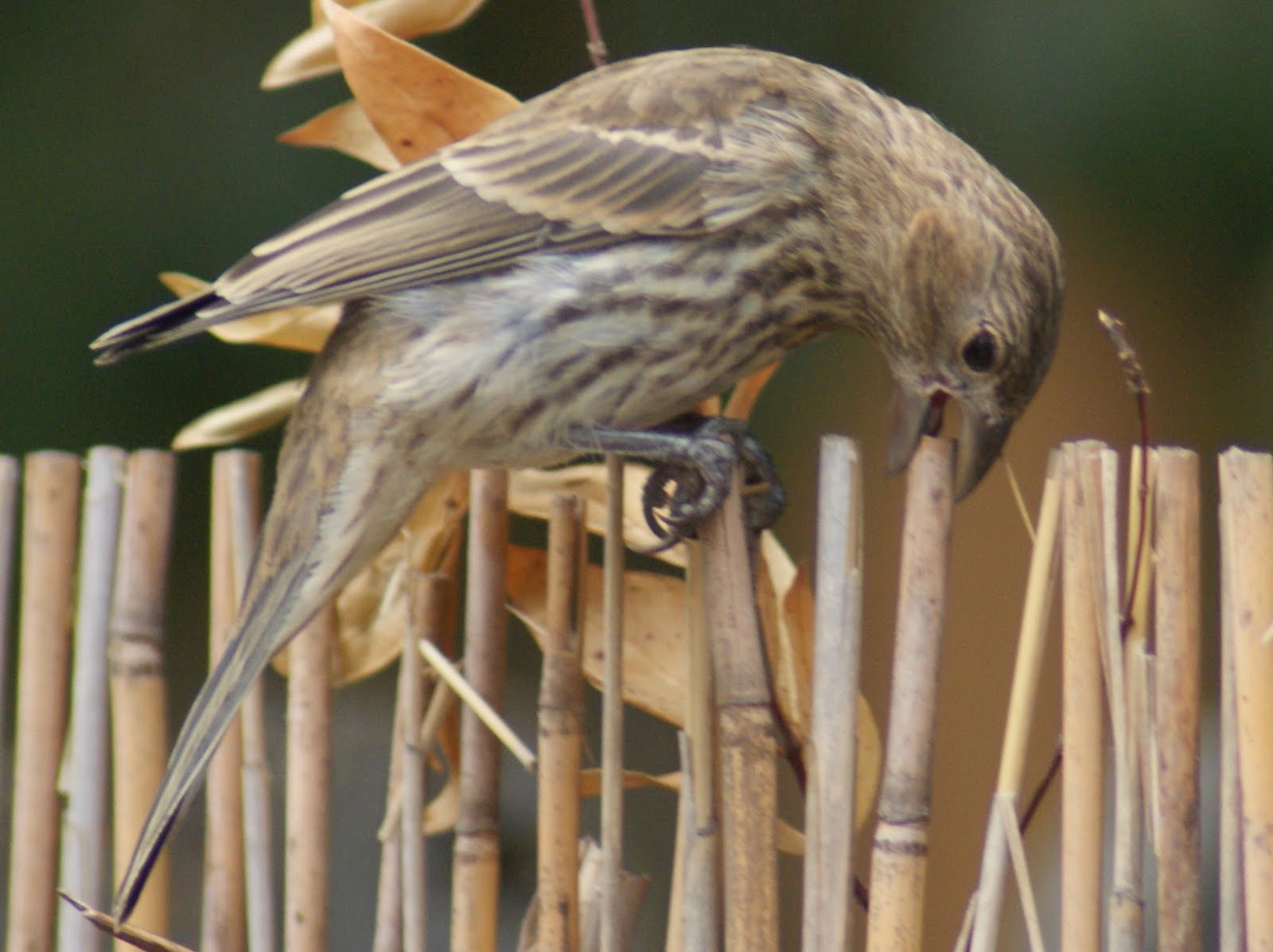 SE Texas Birding & Wildlife Watching: Young Finches