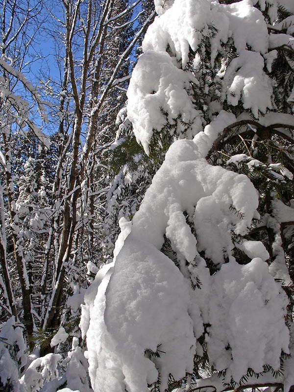 Arbres chargés de neige au Québec