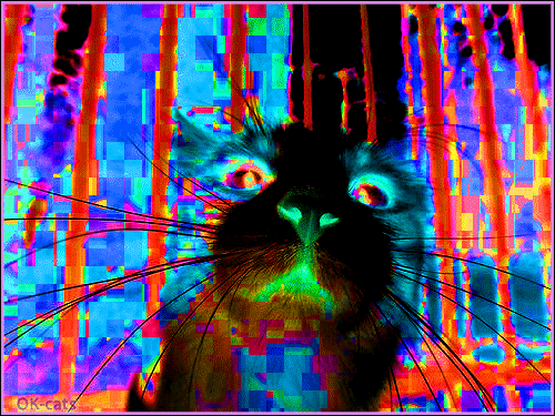 ARTistic%2BCat%2BGIF%2B%25E2%2580%25A2%2BIt%2527s%2BFriday%2B%25E2%2580%25A2%2BParty%2Bhard%2B%25E2%2580%25A2%2BColorful%2BGIF%2Bwith%2Bglitch%2Beffect.gif