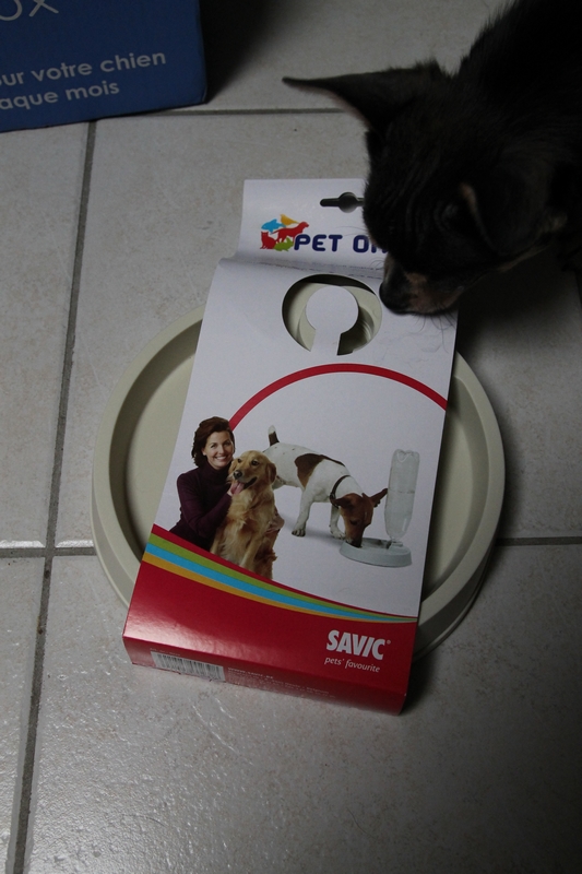 Chien Qui Ne Croque Pas Ses Croquettes Hélium Chihuahua