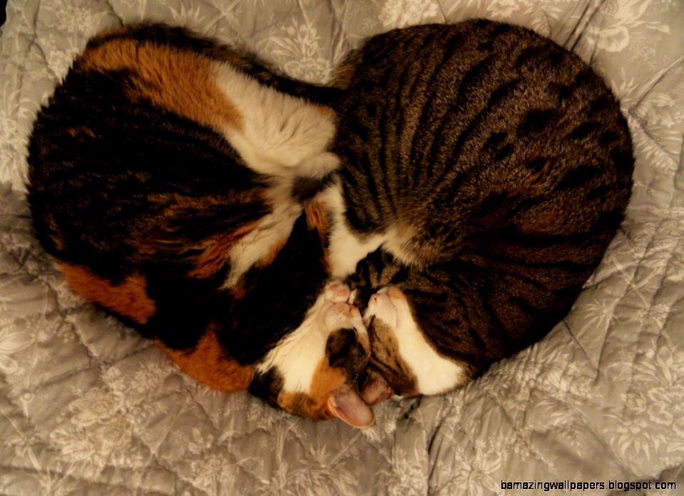 Kitty Love by ali loves mo on DeviantArt