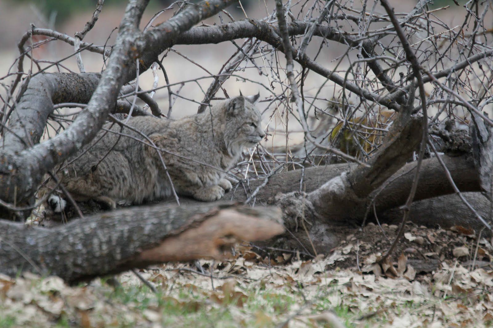 Tree in the Door's Fauna and Flora Bobcat Meadow Bobcat