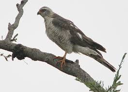 Ovampo Sparrowhawk
