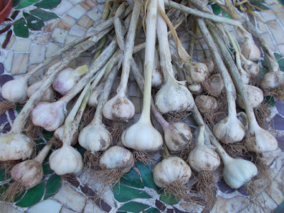 Garlic harvest Grow your own garlic 80 Minute Allotment Green Fingered Blog
