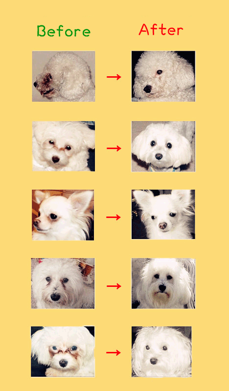 Poodle clearance tear stains