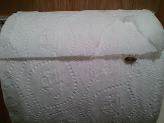 bug on toilet paper