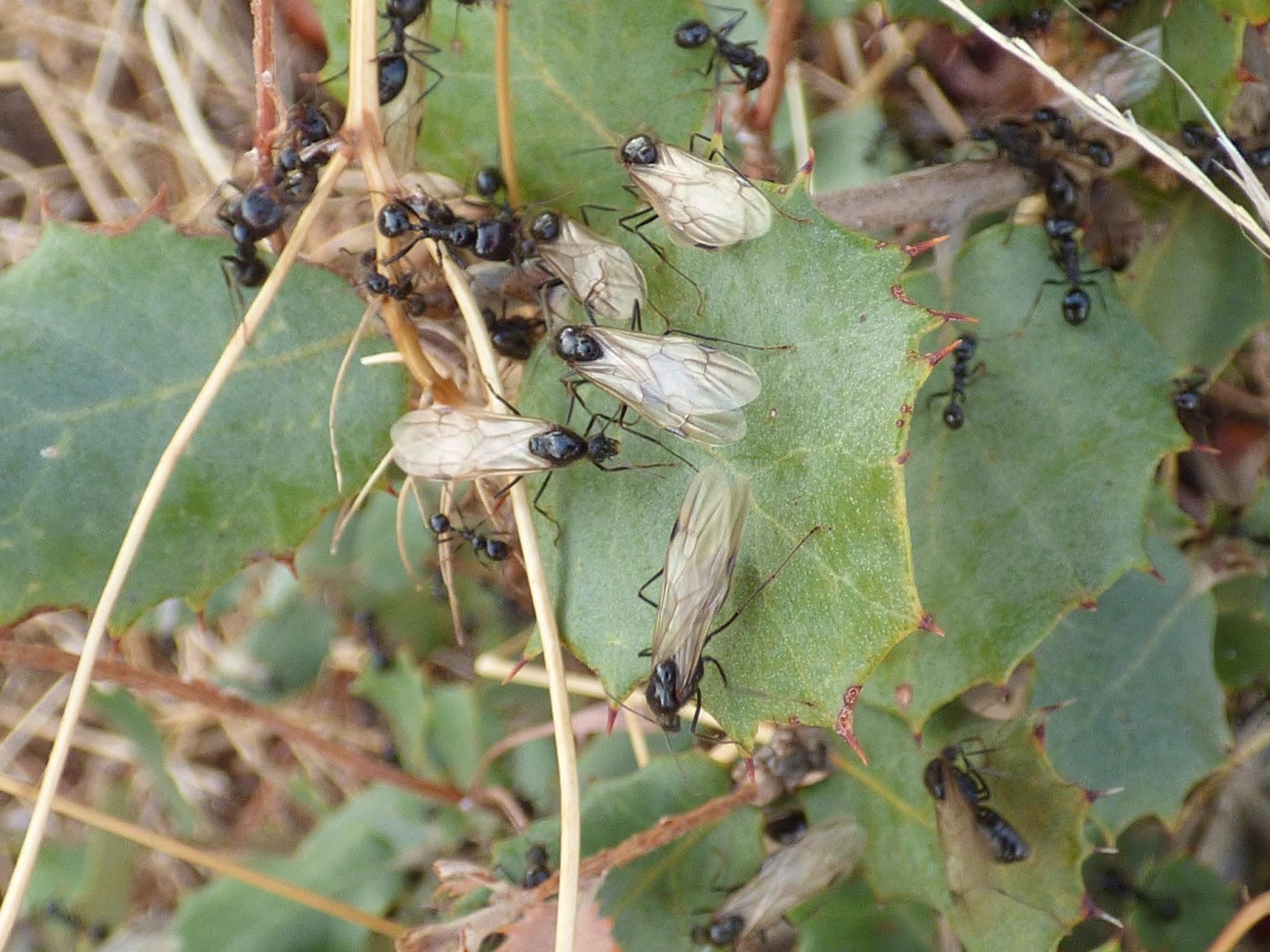 Montehermoso Natural: ¿Por qué ocurre el fenómeno de las hormigas