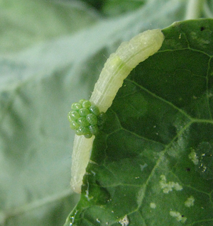 caterpillar with green eggs in middle of body