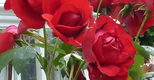 Symbolism and Meaning of Red Roses