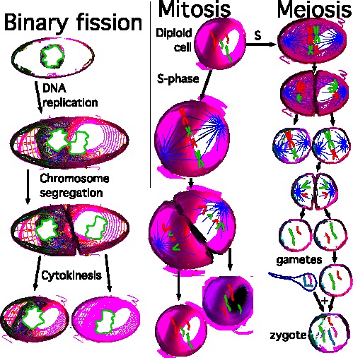 división celular mitosis y fisión binaria