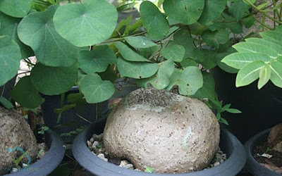 [Image: 32503573_248237855722726_9070249649524178944_n.jpg]