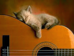 Foto gatinho violão!!!