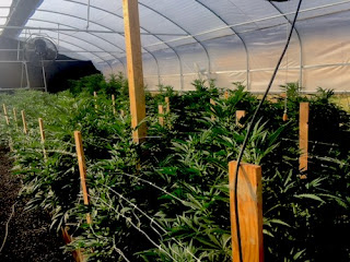 Cultivation business permits
