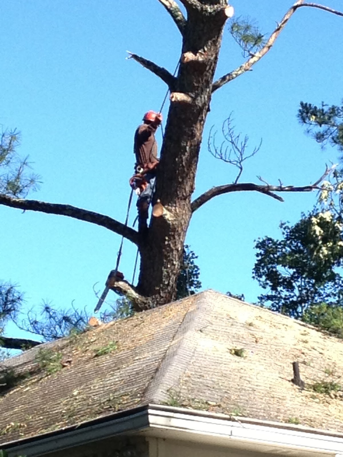 Atlanta Tree Professionals Tree Removal Service Tornado Damage