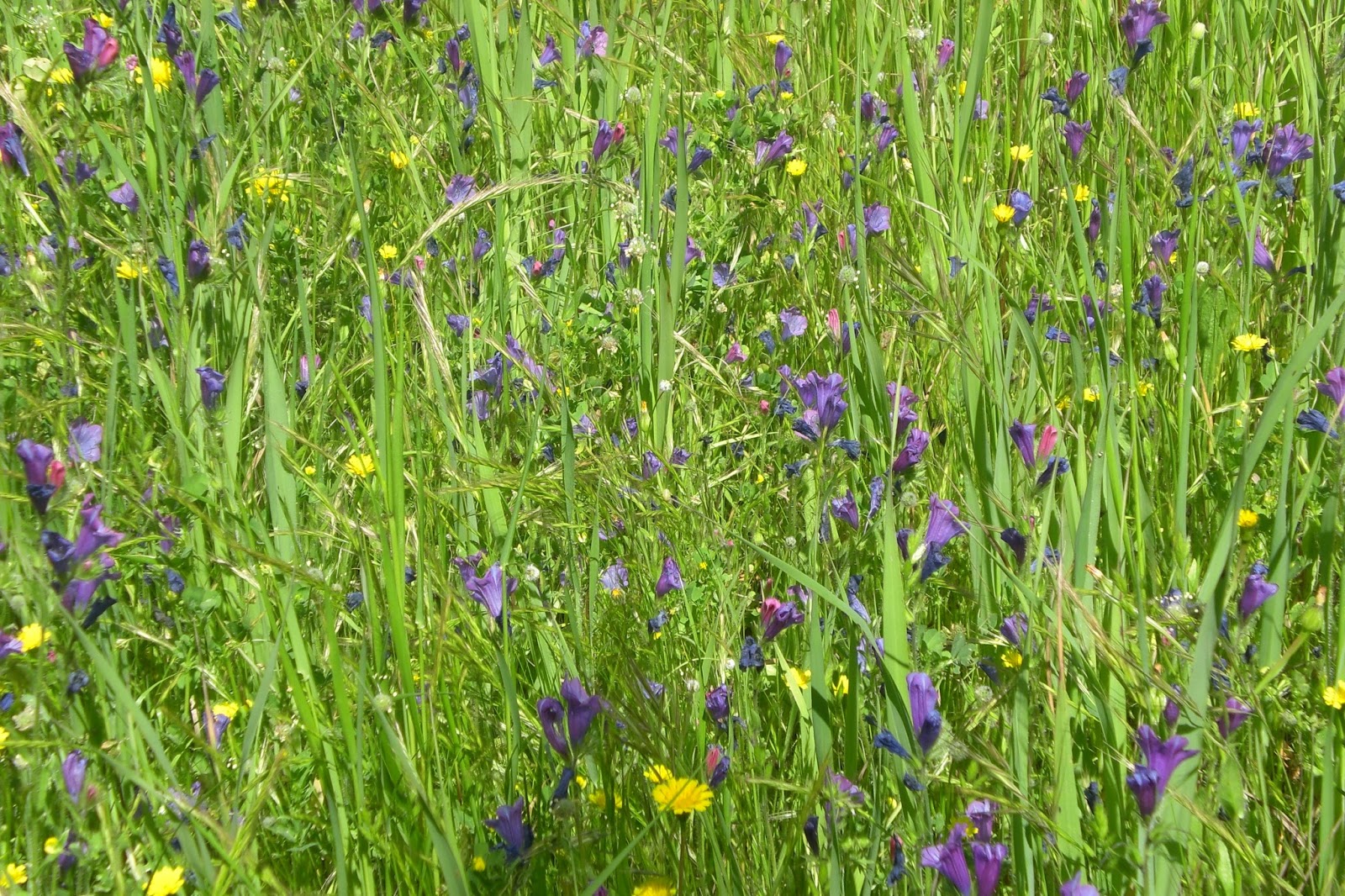 CPR.BEMBEZAR: LA PRIMAVERA HA LLEGADO A CÉSPEDES