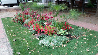 Soluciones Florales en el Rincón de Lucas Malla - Parque Miguel Servet Huesca