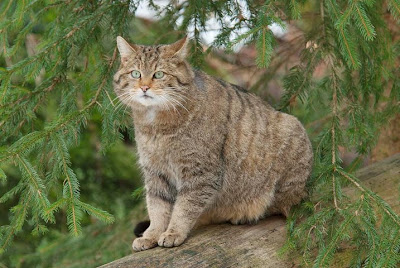 Picture above is either a European wildcat or Scottish Wildcat I'm not ...