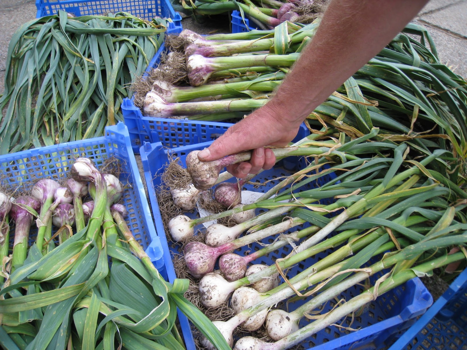 Allotment 37 Garlic Harvest