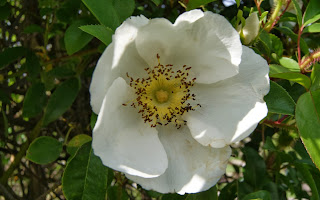 Rosa blanca al Parc de Cervantes de Barcelona per Teresa Grau Ros