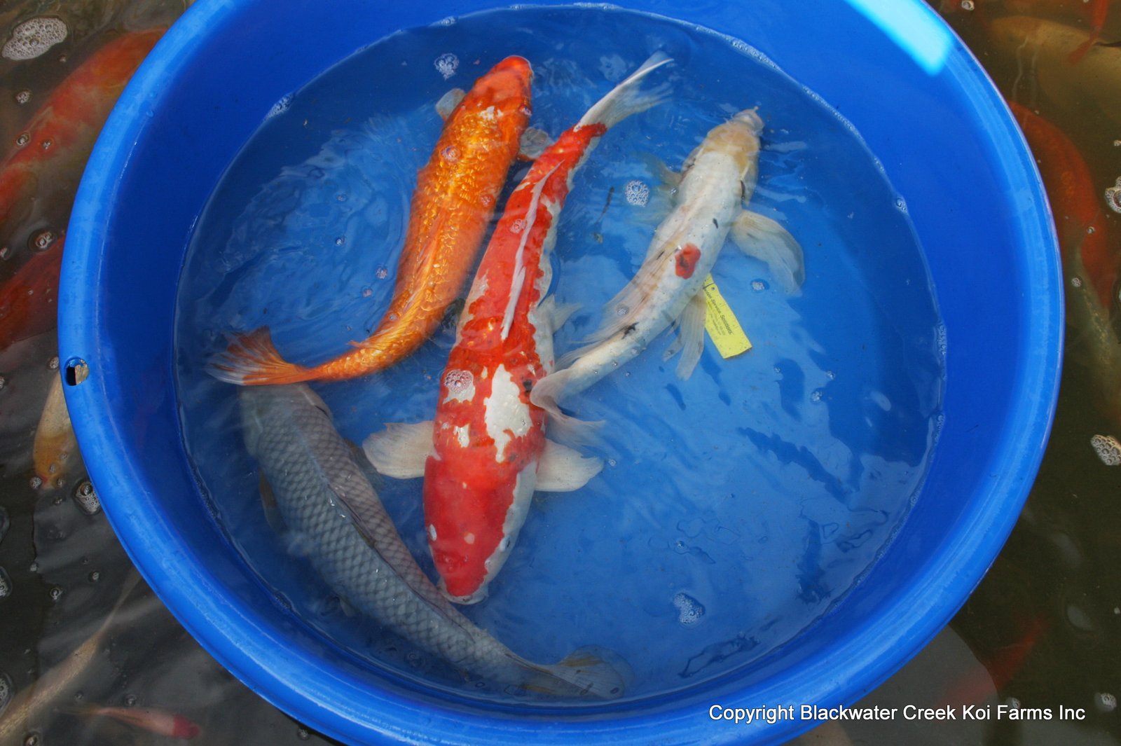 large-koi-pond-kit-7.jpg